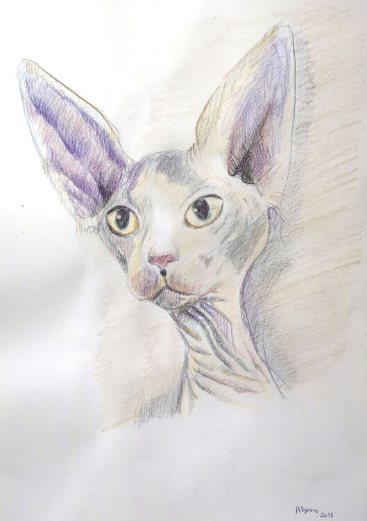 Image of an exotic cat Jose Antonio Higuero