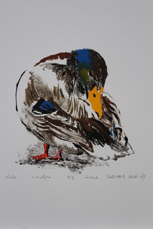Duck Todor Attila Zsolt