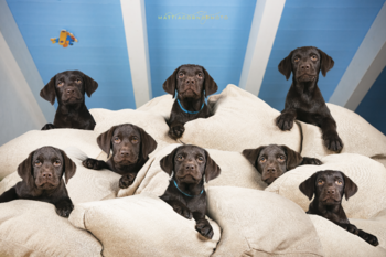 Pillow fight Mattia Gorno