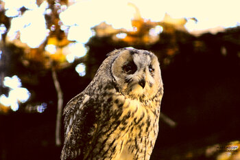 La petite Chouette curieuse Mélody MARY