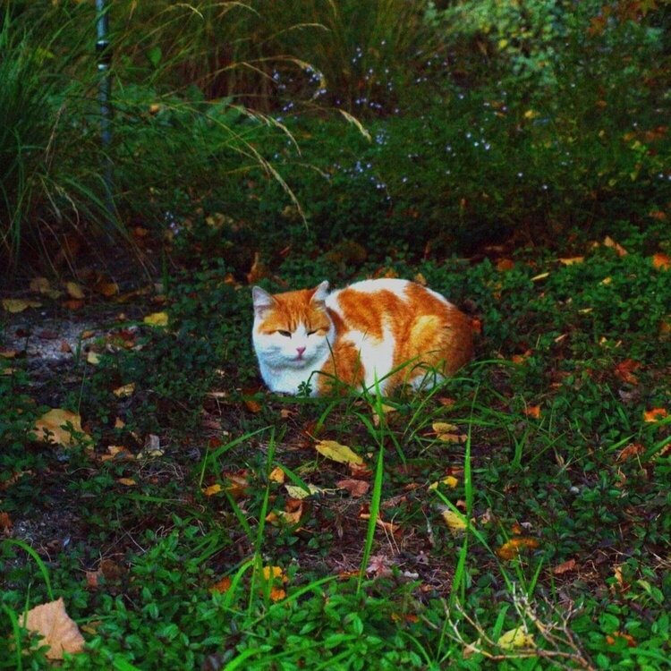 Orange is the new nature Alicia Shuijuan Carballo San Miguel