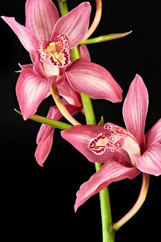 Mistero ed eleganza Franco Monti