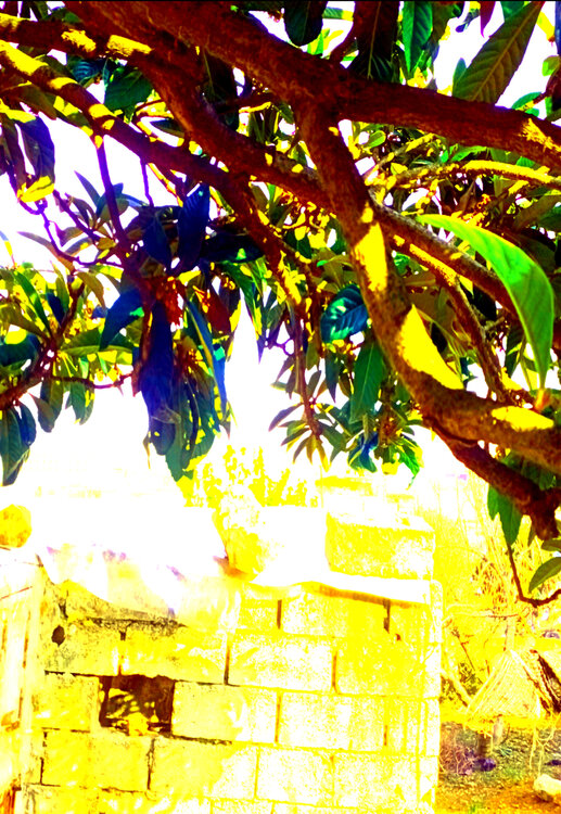 nature Mohammed Haj Youssef