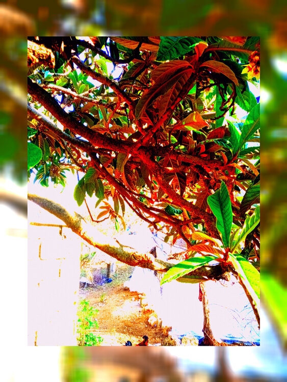nature Mohammed Haj Youssef