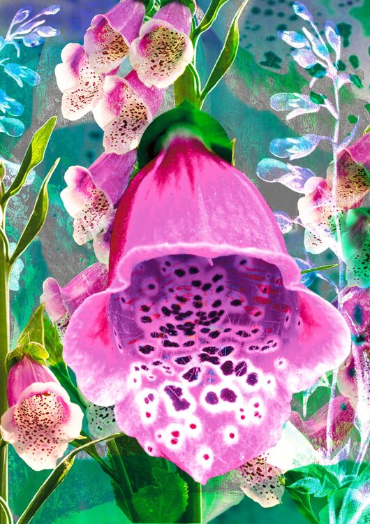 Foxglove Jessica Weber Art