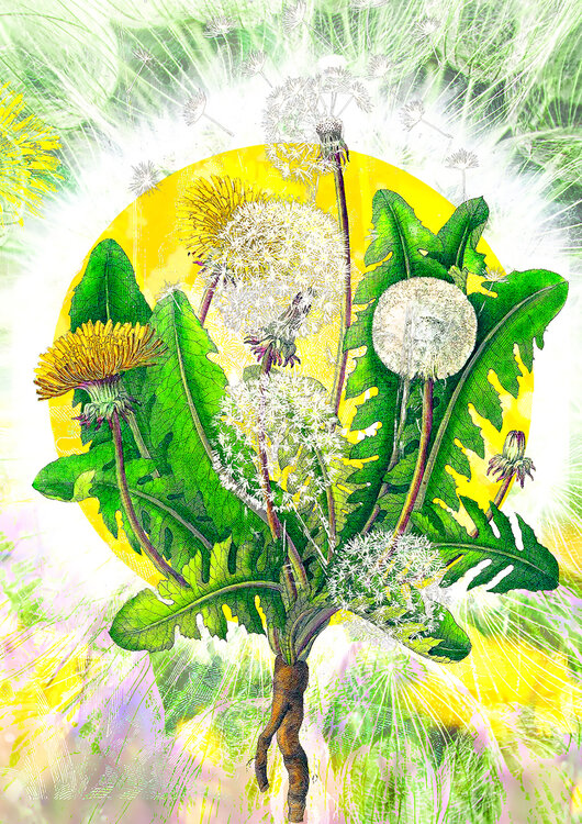 Dandelion Jessica Weber Art