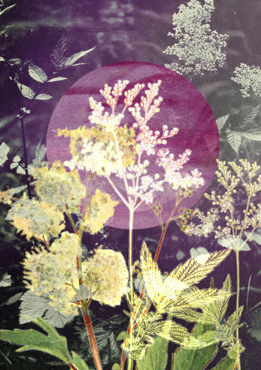 Meadowsweet I Jessica Weber Art