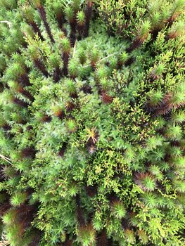 Greens Catharina Gronert