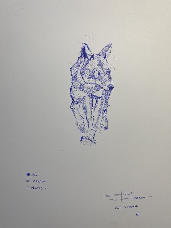 « LOUP D’ABYSSINIE » Clément Corman