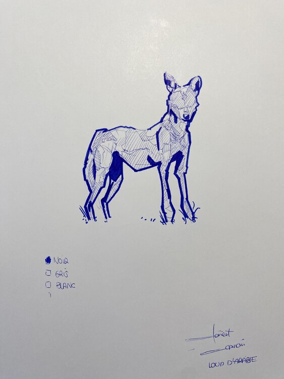 « LOUP D’ARABIE » Clément Corman