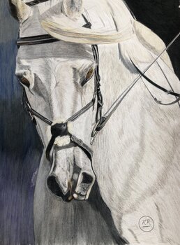 Tête de cheval Pierre Bayet