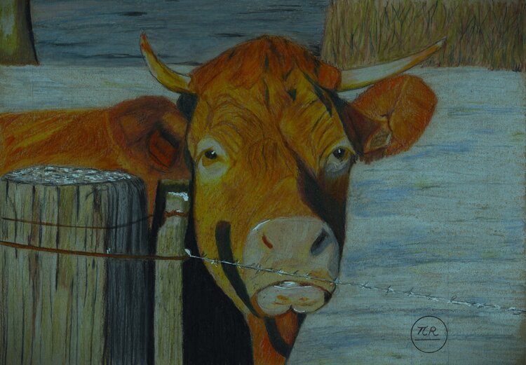 Une vache en hiver. Pierre Bayet