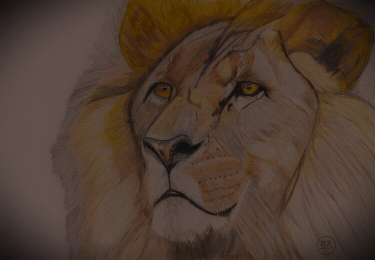Regard de lion. Pierre Bayet