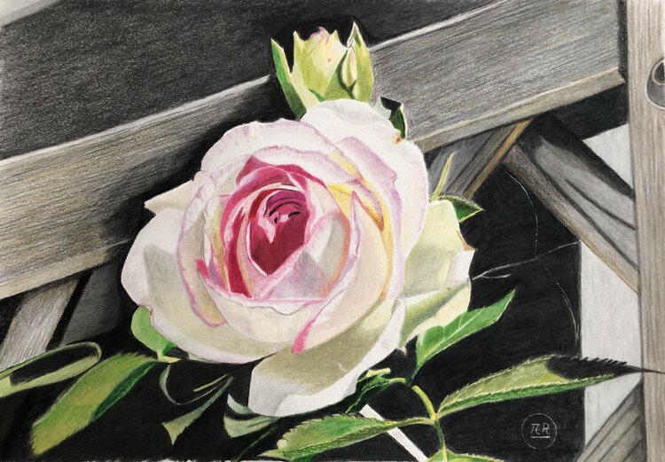La vie en rose Pierre Bayet