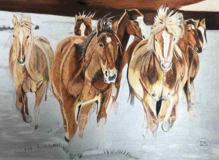 Chevaux libres Pierre Bayet