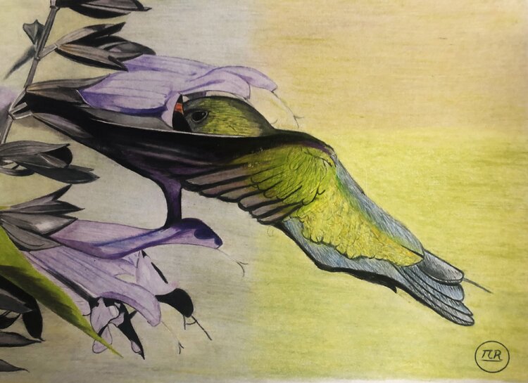 Petit oiseau Pierre Bayet