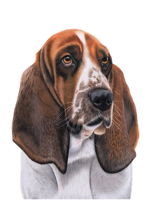 Basset Sarah Lüders
