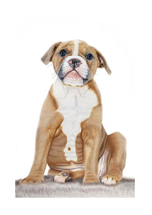 Continental Bulldog Welpe Sarah Lüders