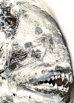 Red Snapper Livia Küffner