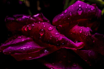 Luscious Patels Marko Milić