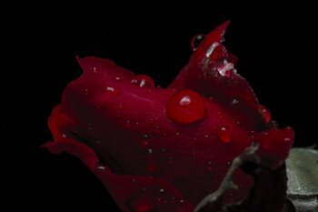 Love #1 Marko Milić