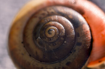 Cracked Shell Marko Milić