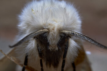 Flying Sheep Marko Milić