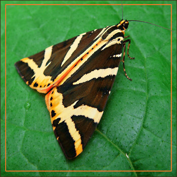 Russischer Bär oder Spanische Flagge Wolfgang Lorenz