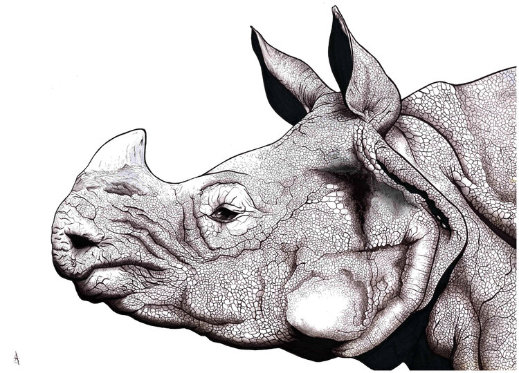 Portrait de rhinocéros Aurelien SEILLER