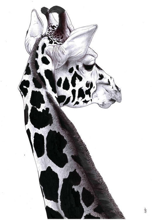 Portrait de girafe Aurelien SEILLER