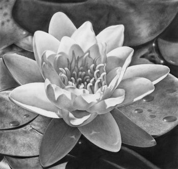 SEEROSE Olga Pursches