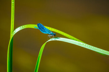 Blauflügel-Prachtlibelle - Beautiful Demoiselle Joachim Müller-Klink
