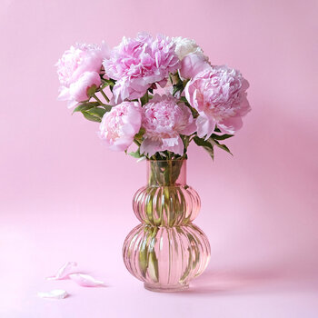 Peonies pink Marijon Walter