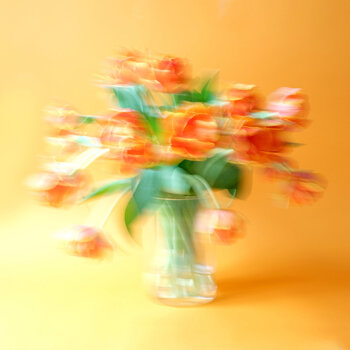 Tulips orange in front of orange Marijon Walter