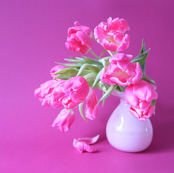 Tulips pink in front of pink Marijon Walter