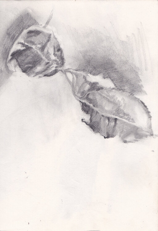 botanique Grégory Geng