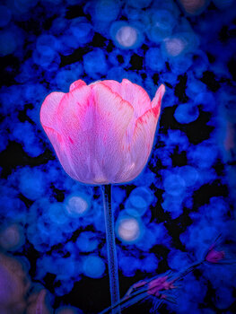 Soul-made Peter Teuschel