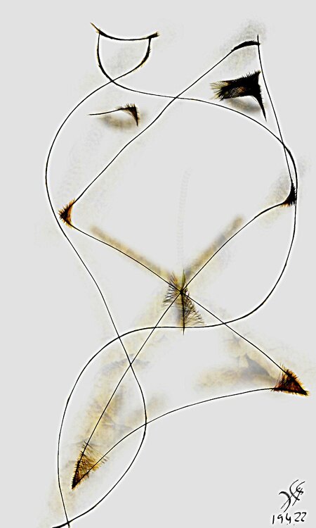 Zarte Zeichnung vom 19.04.2022 Hardy Ewald Splinter