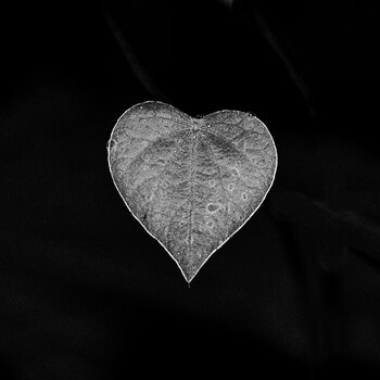 A Heart in Monochrome - The Emotion in Simplicity Carlos Reck