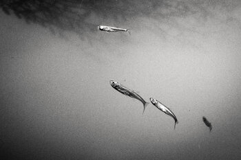 Pond life Carlos Reck