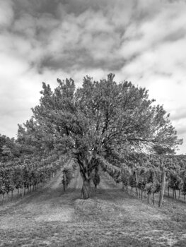 Order in Chaos: The Beauty of Branches Carlos Reck