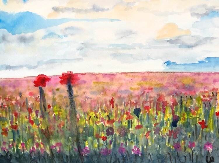 Ampudia. Campo de flores. Palencia Lucia Crosas