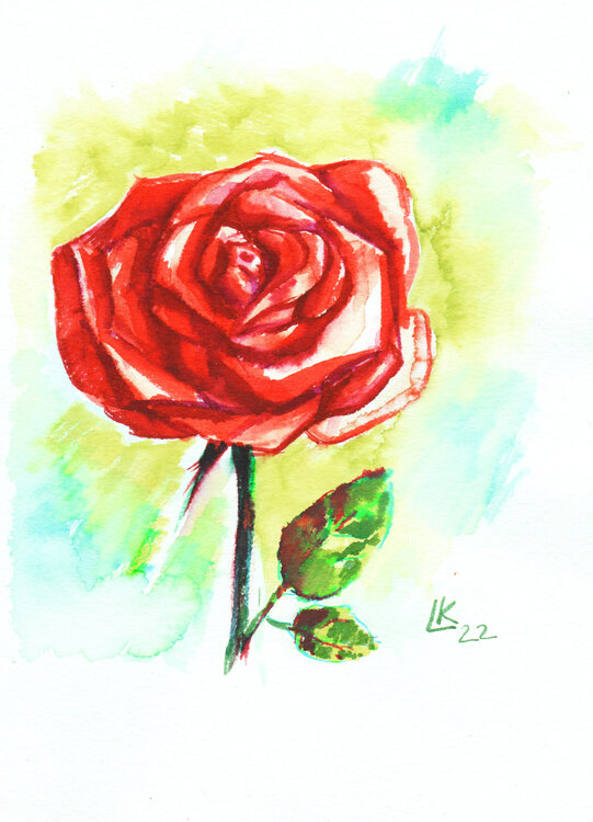 Red Rose Lada Kholosho