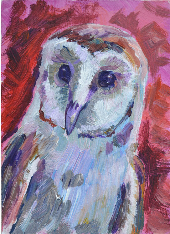 Barn owl portrait Lada Kholosho