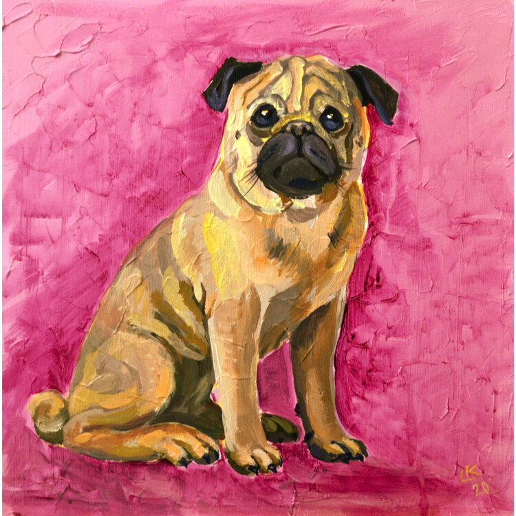Pug dog Lada Kholosho