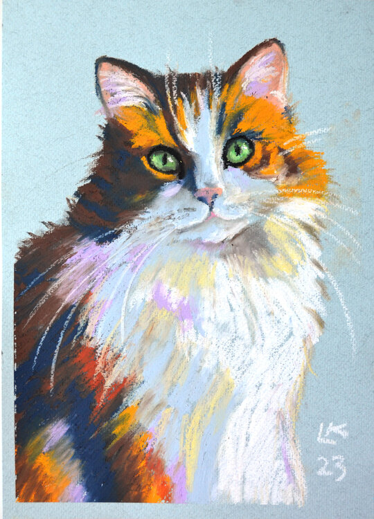 Calico furry cat Lada Kholosho