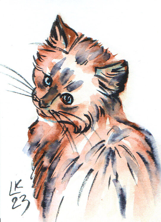 Cat's varieties Cat #49 Lada Kholosho