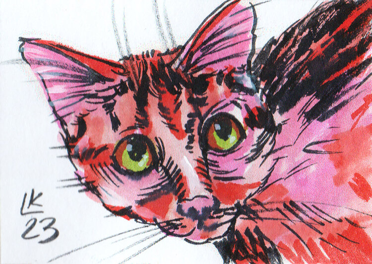 Cat's varieties Cat #51 Lada Kholosho