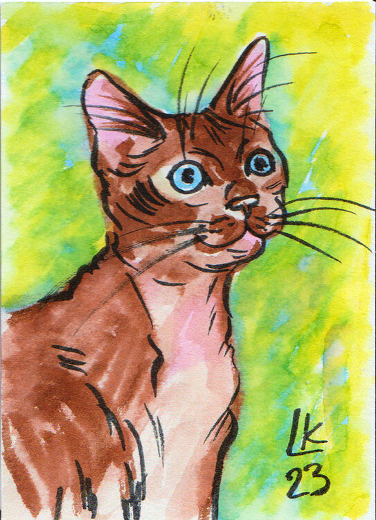 Cat's varieties Cat #71 Lada Kholosho