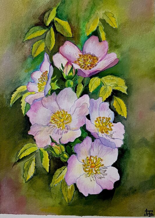 MES ROSES Liana Tarussio